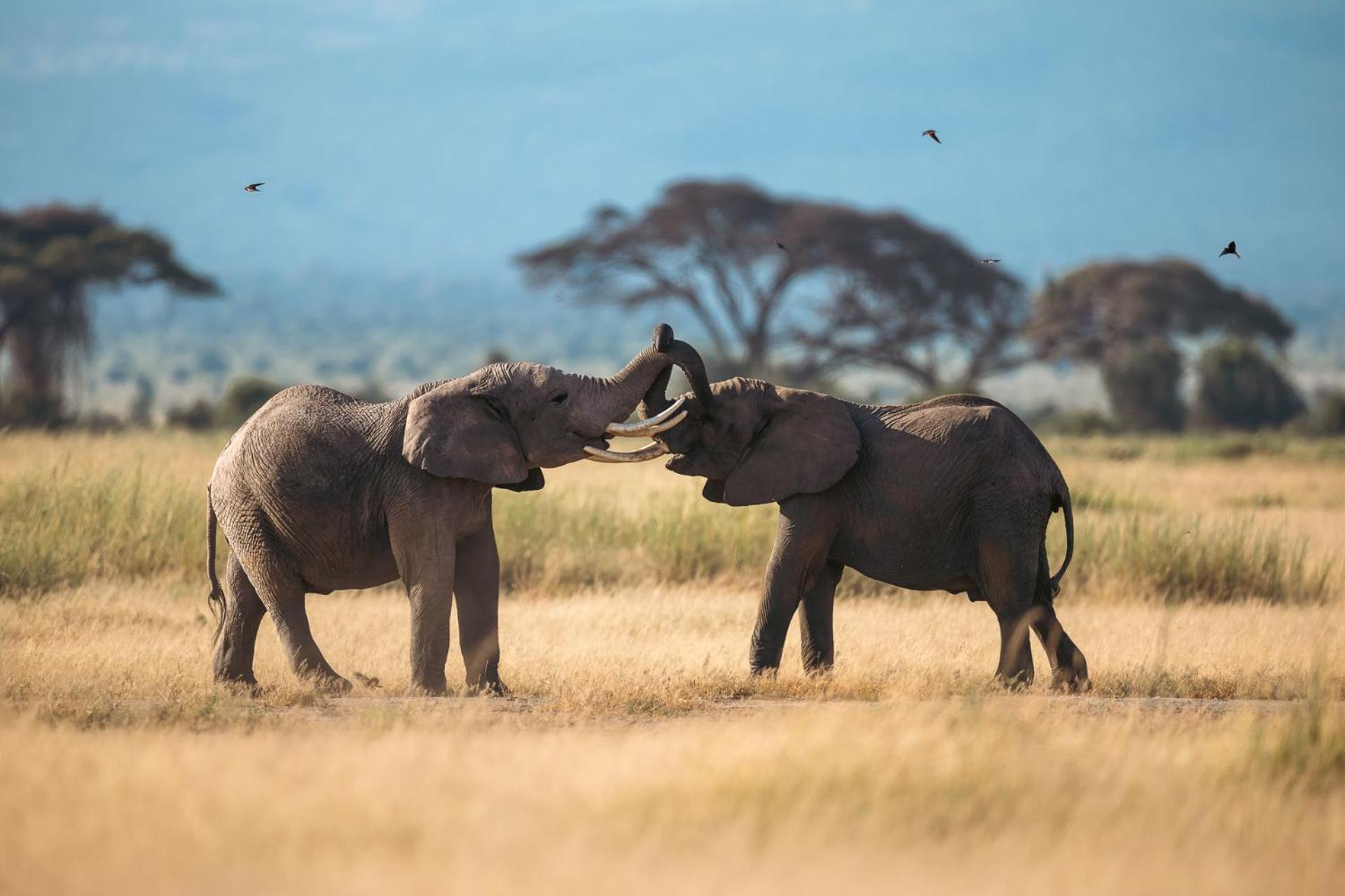Kilimanjaro View Cabin-Amboseli Oloitokitok Pokój zdjęcie