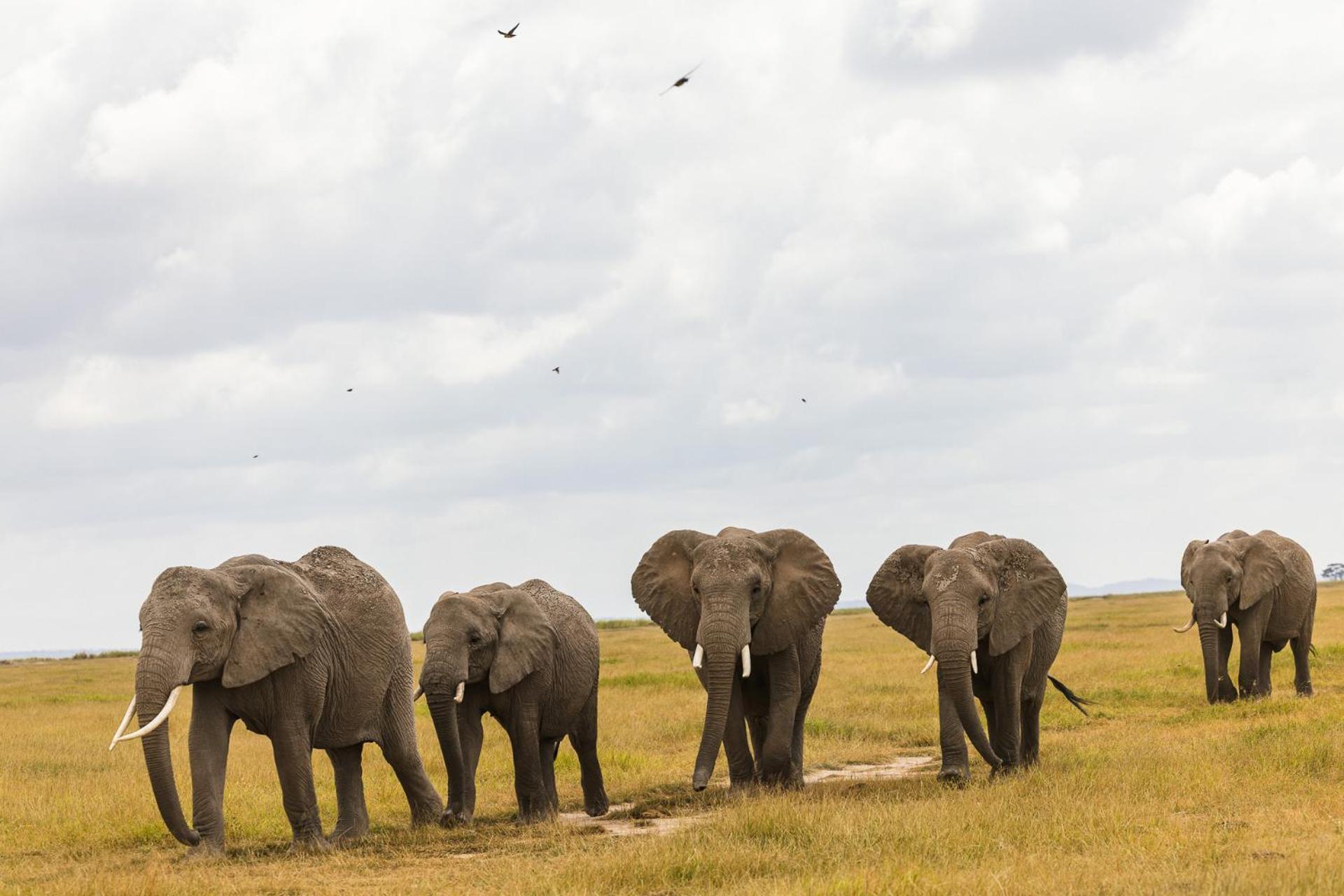 Kilimanjaro View Cabin-Amboseli Oloitokitok Pokój zdjęcie