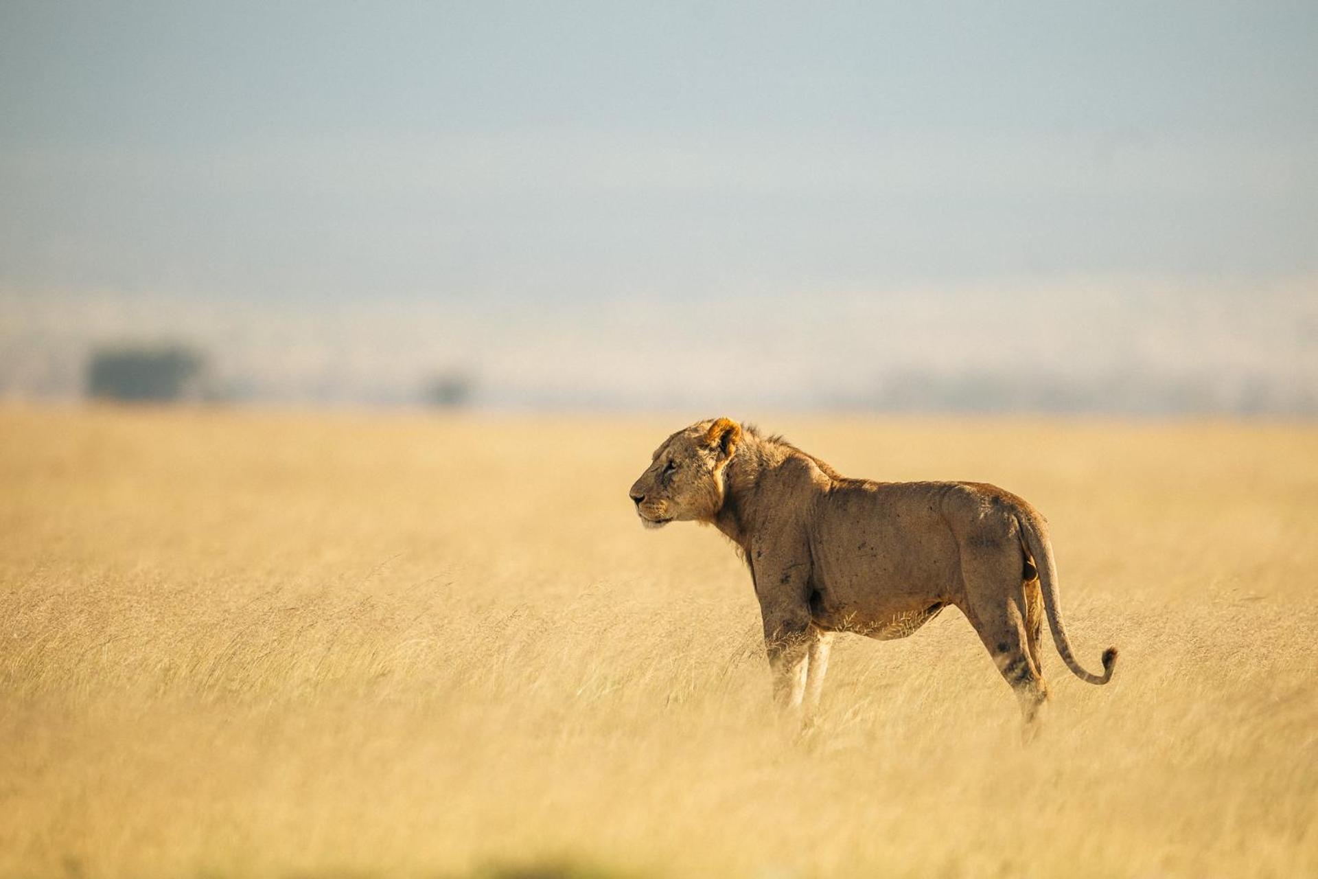 Kilimanjaro View Cabin-Amboseli Oloitokitok Pokój zdjęcie