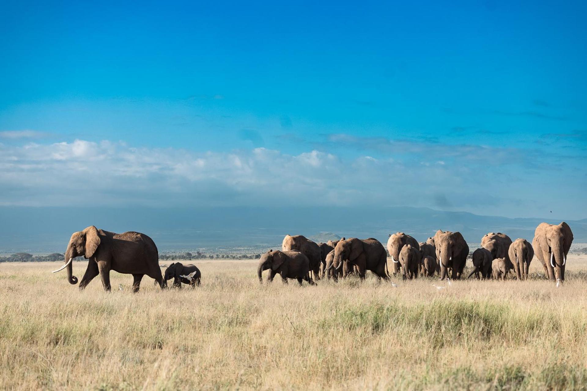 Kilimanjaro View Cabin-Amboseli Oloitokitok Pokój zdjęcie