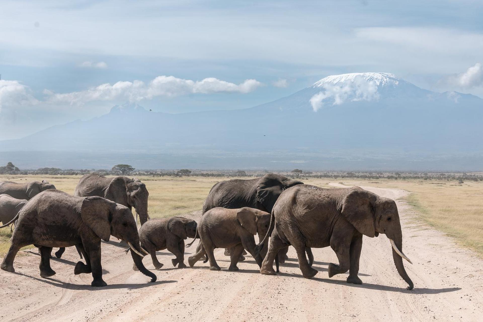 Kilimanjaro View Cabin-Amboseli Oloitokitok Pokój zdjęcie